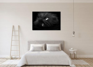 Forex bianco - Image 2